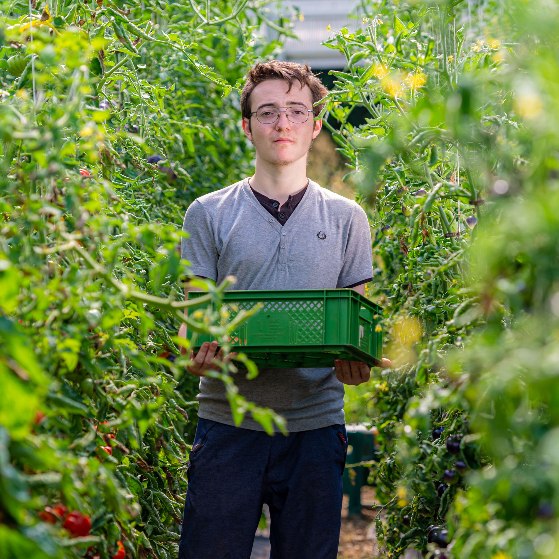 Augustinum Gärtnerei Hollern Ein Mann steht mit einer Kiste in der Augustinum Gärtnerei Hollern
