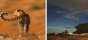 Kalahari Wüste, Löwenfamilie, Leopard von hinten, Regenbogen über Baum Löwen, Leopard, Wüste, Regenbogen