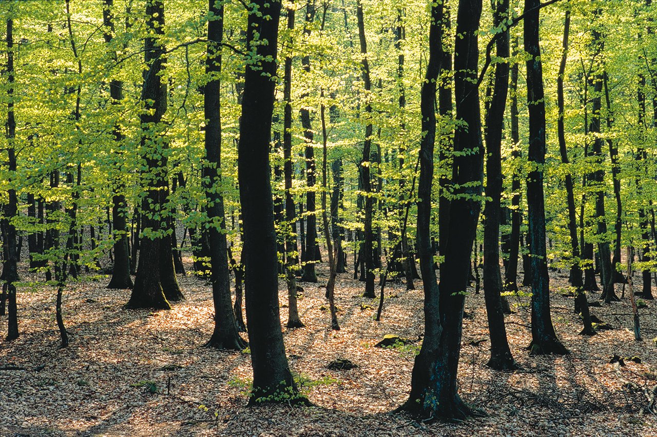 Direkt hinter dem Haus beginnt der von vielen Spazier- und Wanderwegen durchzogene Teutoburger Wald mit dem Hermannsdenkmal. Direkt hinter dem Haus beginnt der von vielen Spazier- und Wanderwegen durchzogene Teutoburger Wald mit dem Hermannsdenkmal.