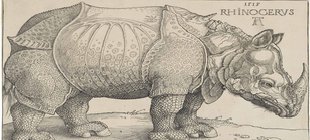 Nashorn Zeichnung von Dürer Nashorn
