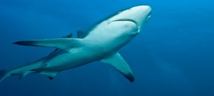 Schwarzspitzenriffhai Haifisch