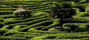 Irrgarten aus grünen Pflanzen