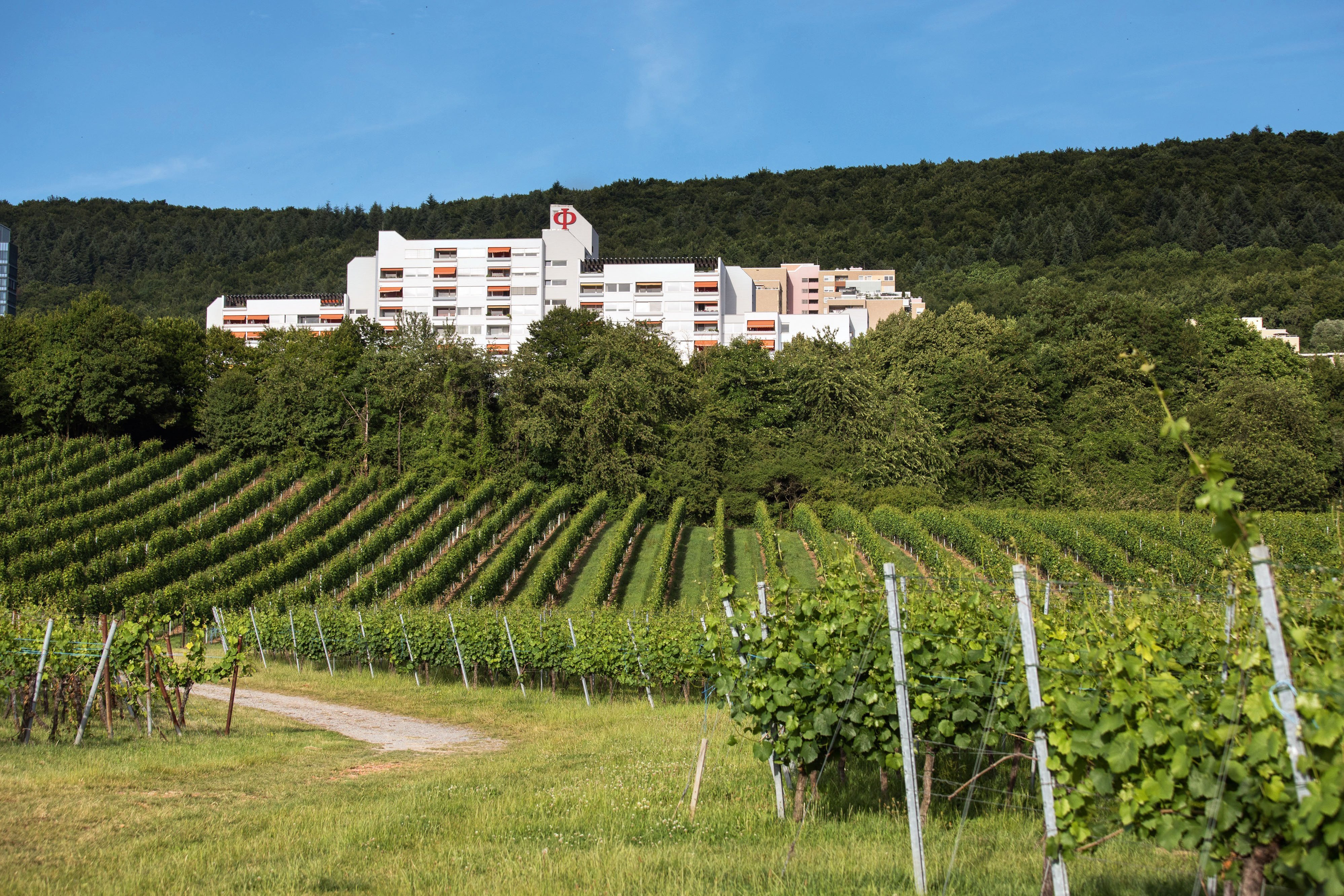 Augustinum Seniorenresidenz Heidelberg Slider 2 Bäume und Grünfläche vor dem Augustinum Heidelberg