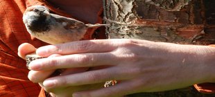 Vortrag mit Ornithologen und Biologen Dr. Uwe Westphal Vogel auf einer Menschenhand