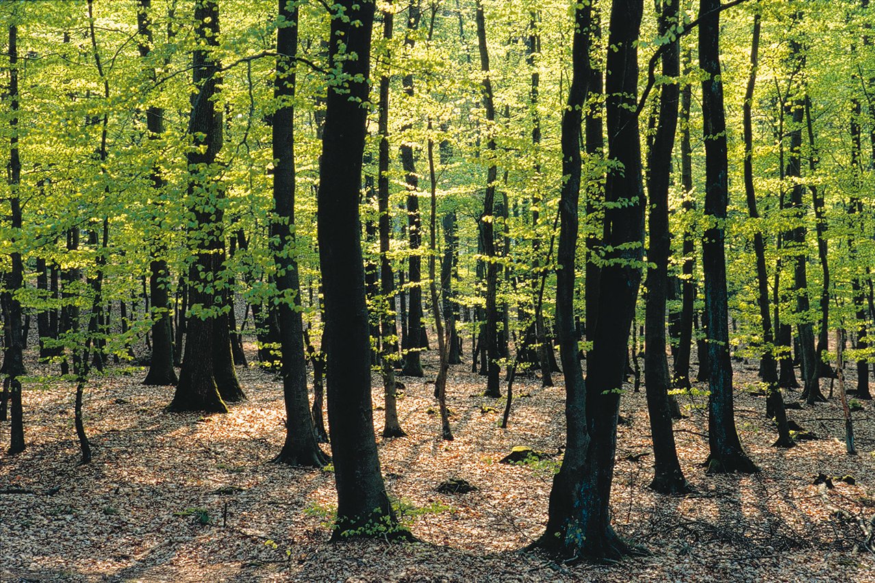 Viele Spazier- und Wanderwege durchziehen das Naturschutzgebiet Sachsenwald, das größte Waldgebiet Schleswig-Holsteins. Buchen im Wald beim Augustinum Aumühle