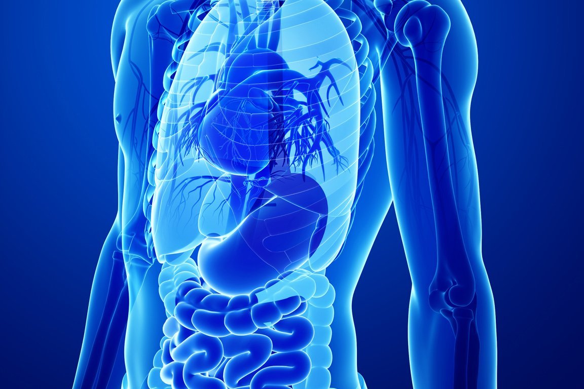 Augustinum Klinik Gesundheitssprechstunde Die Aufnahme eines Oberkörpers mit den jeweiligen Organen, ähnlich eines Röntgenbilds