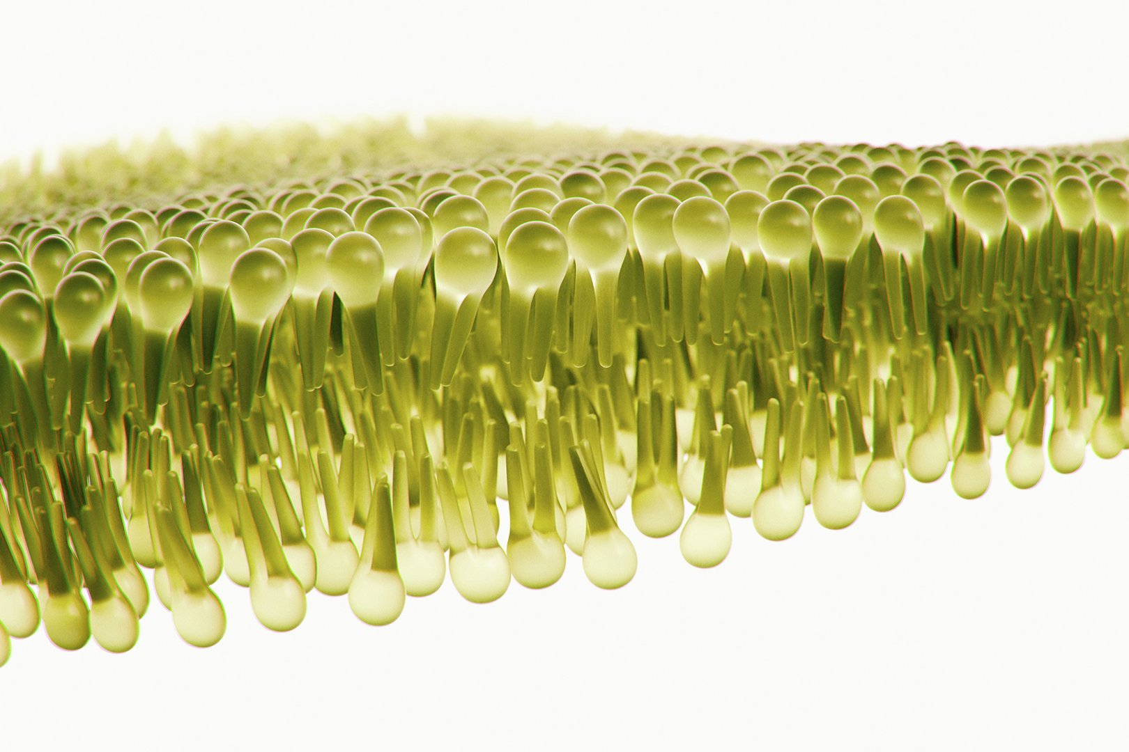 Lipidmanagement 2023 Vergrößerte Darstellung einer Doppellipidschicht