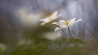 Nahaufnahme Nahaufnahme