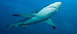 Hai im Meer Hai im Meer