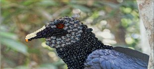 Vogelkopf aus Knöpfen Vogelkopf aus Knöpfen