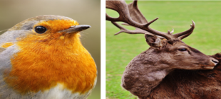 Vogel, Hirsch, Frosch Tiere
