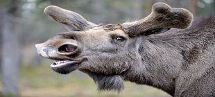 Multivisionsvortrag über Lappland mit und von Peter Fabel Kopf eines Elches im Profil mit leicht geöffnetem Mund
