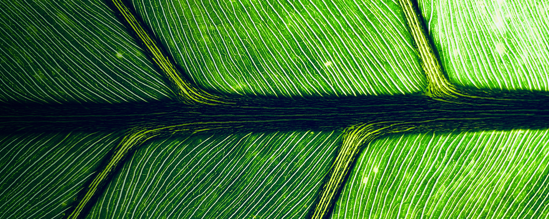 Nahaufnahme eines Blattes