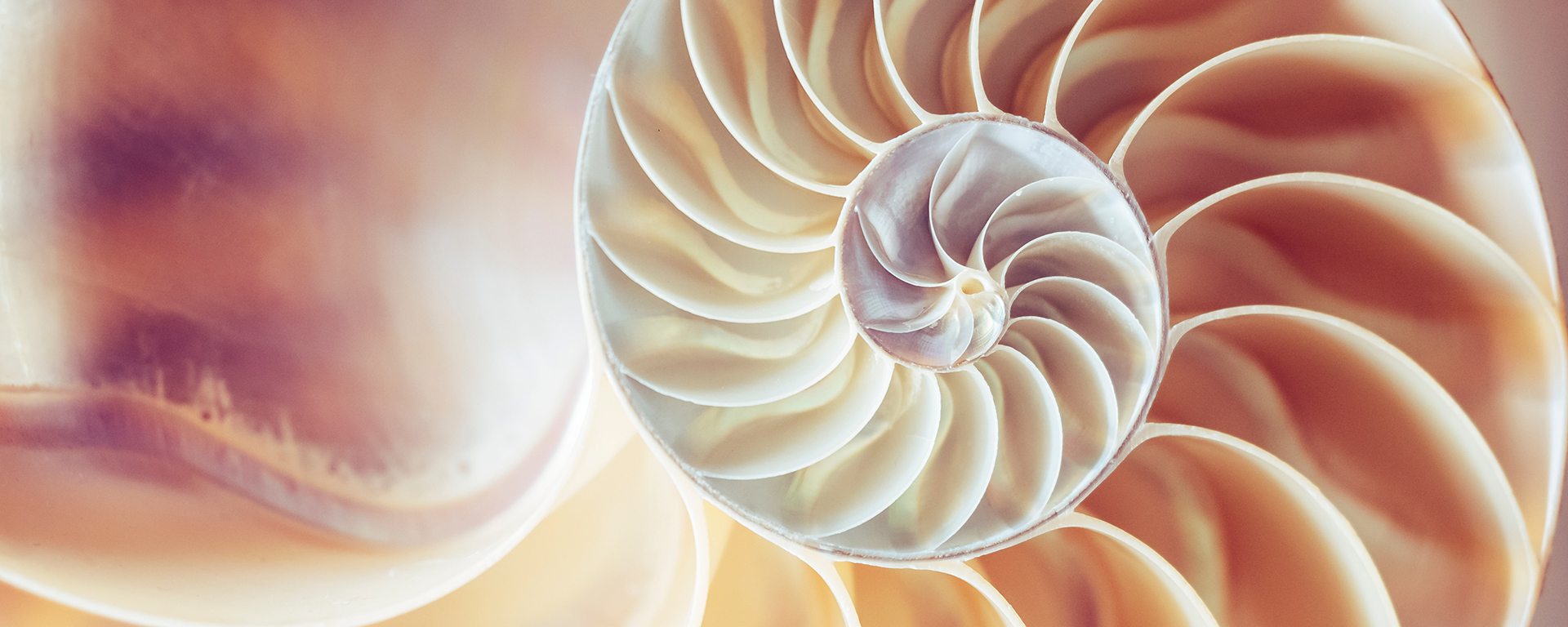 Augustinum Seelsorge Slider 2 Nahaufnahme einer organischen Schneckenstruktur im Querschnitt