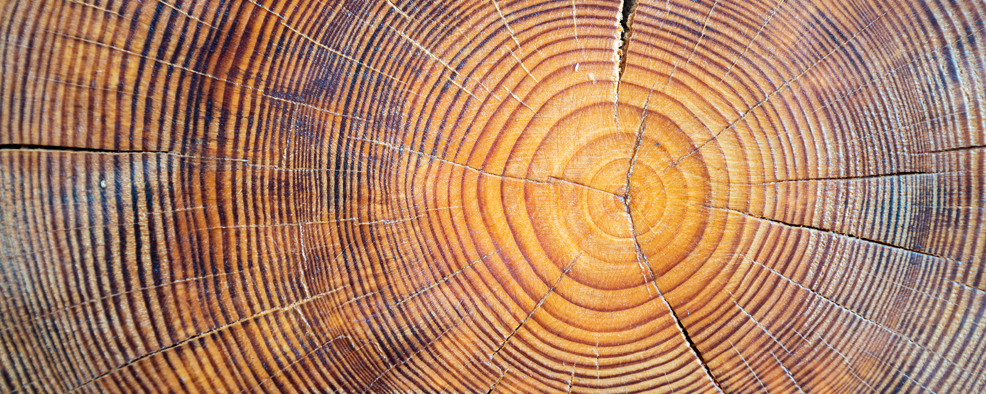 Die Jahresringe eines Baumes von oben Die Jahresringe eines Baumes von oben