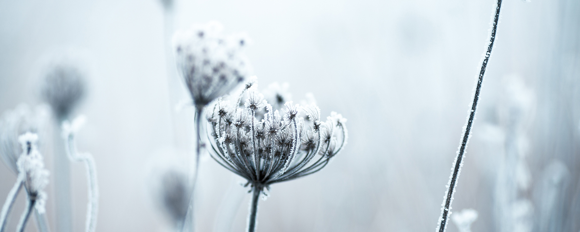 Von Eis überzogener Korbblütler im Winter Von Eis überzogener Korbblütler im Winter