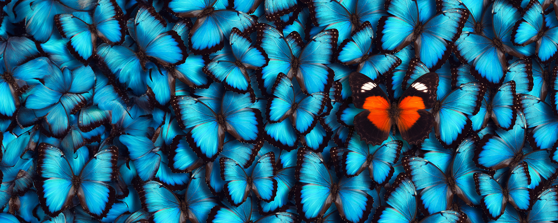 Orangeroter Schmetterling in einer Vielzahl azurblauer Falter Ein orangener Schmetterling inmitten einer Vielzahl von blauen Schmetterlingen