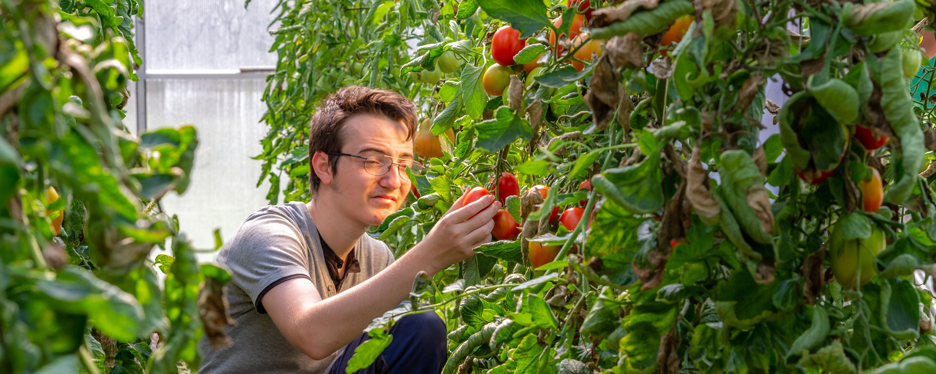 Tomaten ernten Ein Klient der Augustinum Gärtnerei Hollern erntet Tomaten