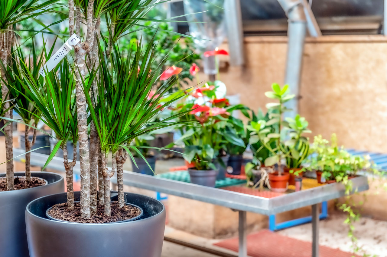 Augustinum Gärtnerei Hollern Innenraumbegrünung Pflanzen in der Augustinum Gärtnerei Hollern