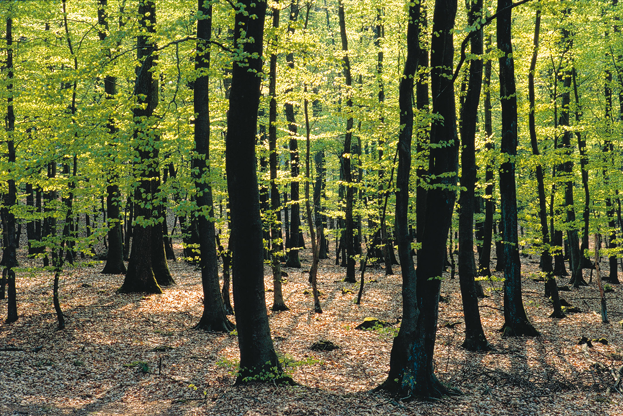 Viele Spazier- und Wanderwege durchziehen das Naturschutzgebiet Sachsenwald, das größte Waldgebiet Schleswig-Holsteins. Viele Spazier- und Wanderwege durchziehen das Naturschutzgebiet Sachsenwald, das größte Waldgebiet Schleswig-Holsteins.