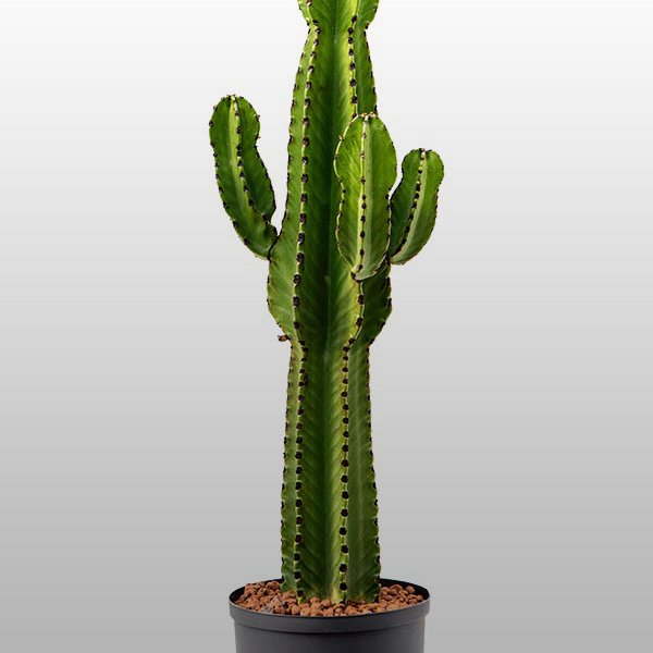 Euphorbia ingens Euphorbia ingens