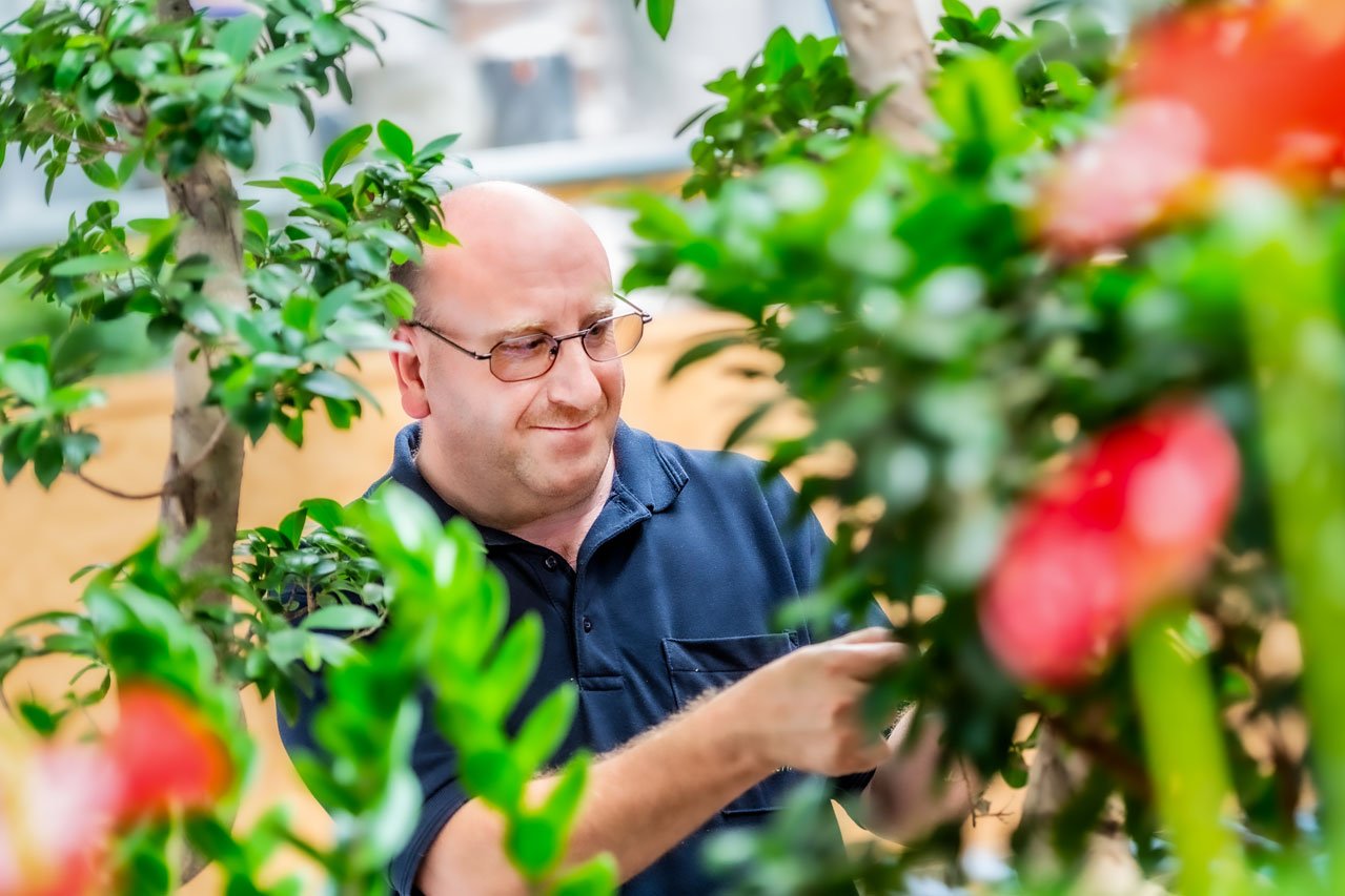 Pflanzenpflege Ein Klient der Augustinum Gärtnerei Hollern pflegt Pflanzen im Gewächshaus