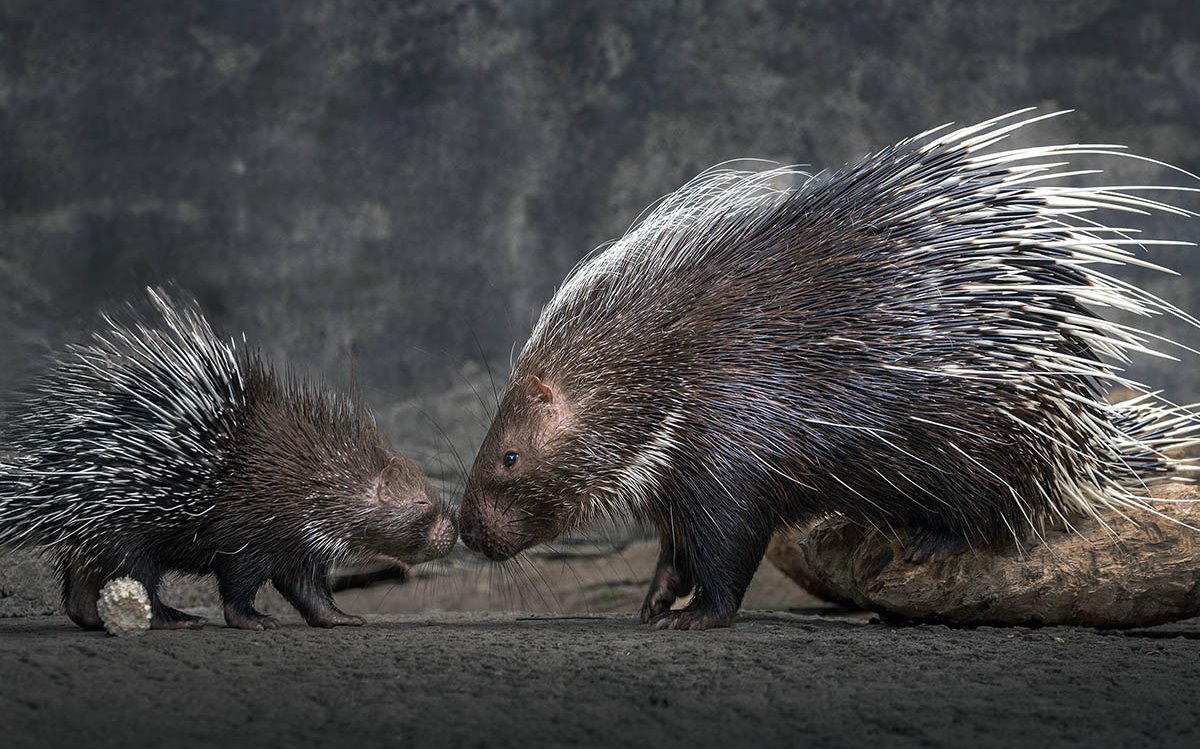 Stachelschwein mit Ihrem Jungen