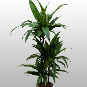 Dracaena Janet Craig Eine Dracaena Janet Craig