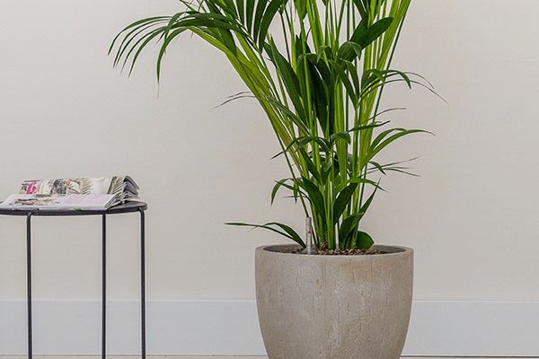 Verbundmaterial Natursteinoptik Eine Pflanze in einem Gefäß aus Verbundwerkstoff in Natursteinoptik