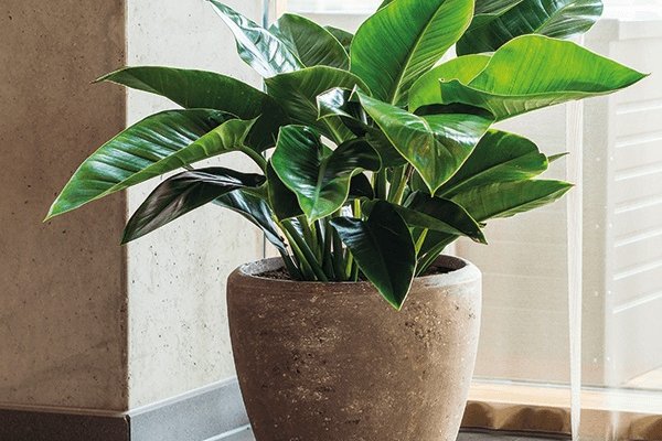 Verbundmaterial Natursteinoptik Eine Pflanze in einem Gefäß aus Verbundwerkstoff in Natursteinoptik