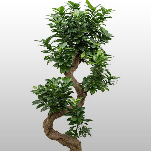 Ficus microcarpa Ficus microcarpa