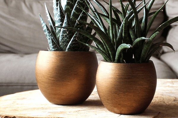 Kunststoffgefäße gold Zwei kleine Pflanzen in goldenen Kunststoffgefäßen