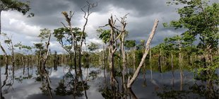 Die faszinierende ökologische Vielfalt und die Bedrohtheit Amazonien bei dunklen Wolken und Hochwasser, bei welchem nur die Baumkronen aus dem Wasser ragen.