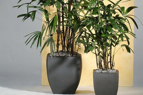 Keramikgefäße dunkelgrau Zwei Pflanzen in dunkelgrauen Keramikgefäßen