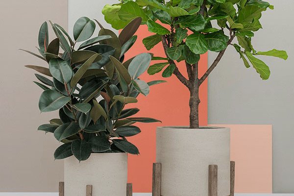 Verbundmaterial creme Zwei Pflanzen in Gefäßen aus Verbundwerkstoff