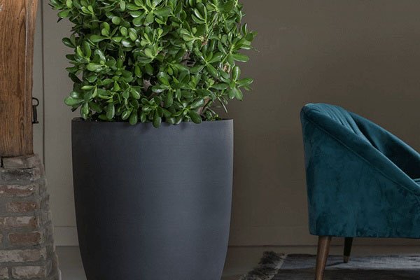 Verbundmaterial dunkelgrau Eine große Pflanze in einem dunkelgrauen Gefäß aus Verbundwerkstoff