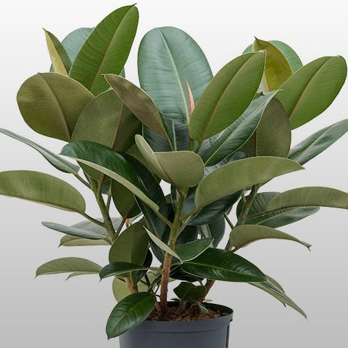 Ficus elastica Eine Ficus elastica