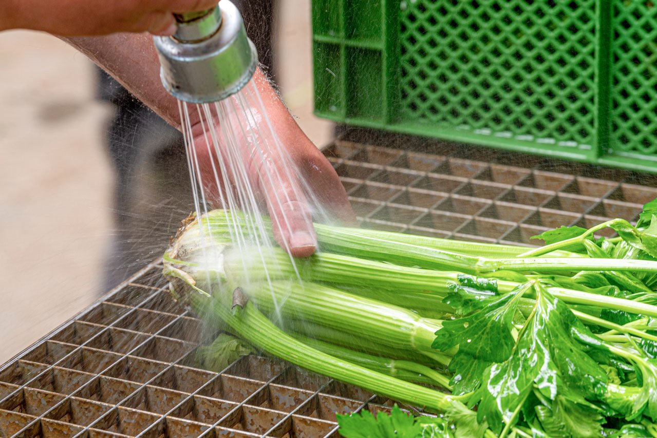 Gemüse waschen Klient*innen der Augustinum Gärtnerei Hollern waschen das Gemüse