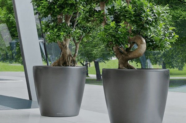 Kunststoffgefäße grau Zwei Pflanzen in glänzenden grauen Kunststoffgefäßen