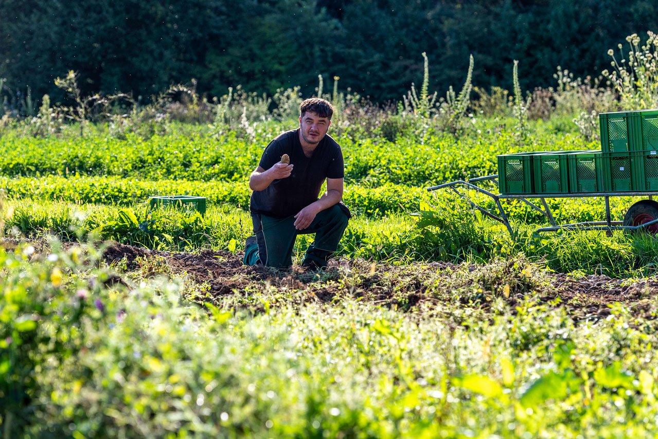 Gemüseernte Ein Klient der Augustinum Gärtnerei Hollern erntet Gemüse auf dem Feld