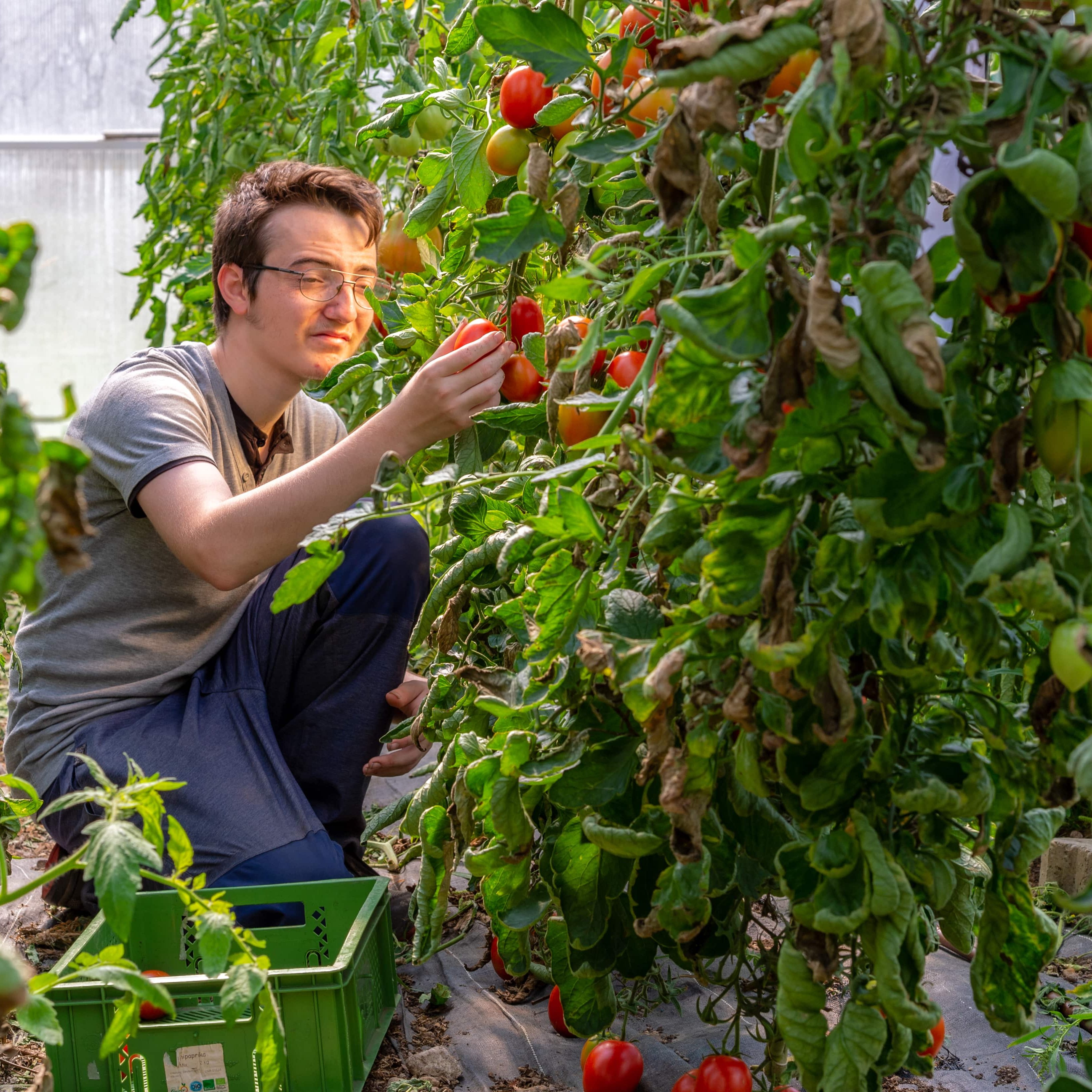Augustinum Gärtnerei Hollern Ein Klient in der Augustinum Gärtnerei Hollern