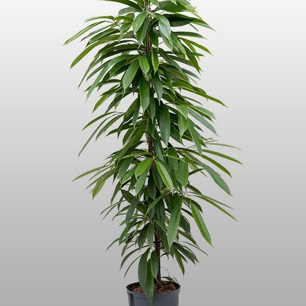 Ficus Amstel King Ficus Amstel King