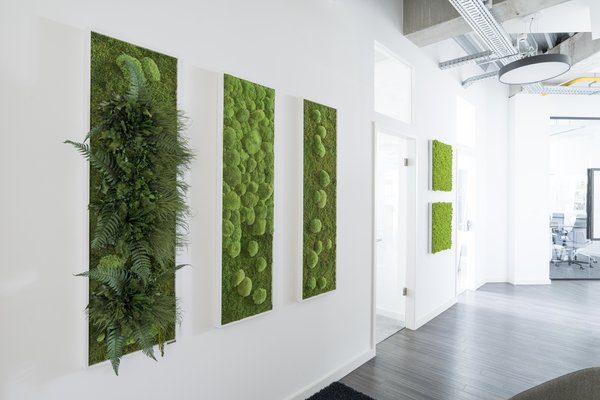 Mooswände Mooswände