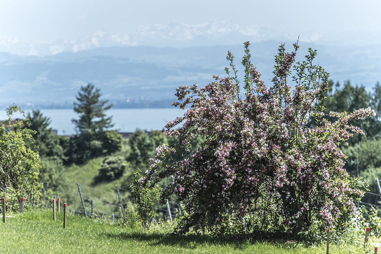 Direkt vom Haus führen gepflegte Wege durch die umgebenden Obst- und Weingärten bis hinunter zum See. Direkt vom Haus führen gepflegte Wege durch die umgebenden Obst- und Weingärten bis hinunter zum See.