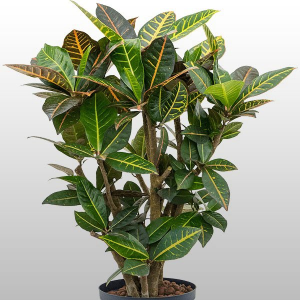 Croton Petra Croton Petra