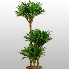 Dracaena compacta Eine Dracaena compacta