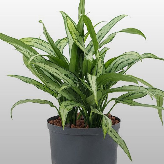 Aglaonema Cutlass Die Pflanze Aglaonema Cutlass