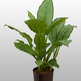 Aglaonema Fredman Eine Aglaonema Fredman