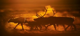 Vortrag über wilde Landschaften in Skandinavien Rentiere im Nebel bei Sonnenaufgang