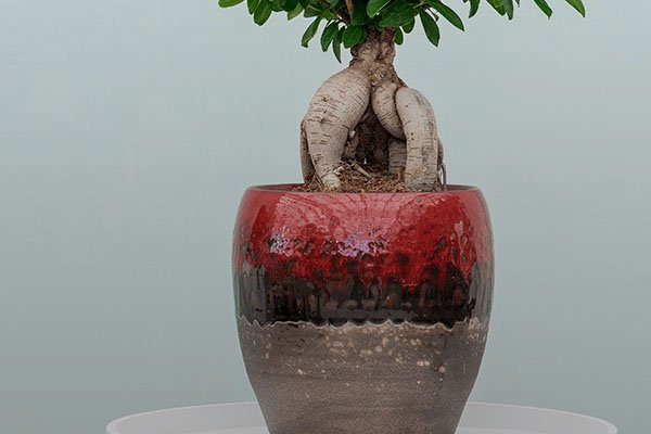 Keramikgefäß Muster Eine Pflanze in einem Keramikgefäß mit Muster